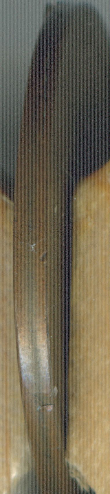 1947 edg.jpg