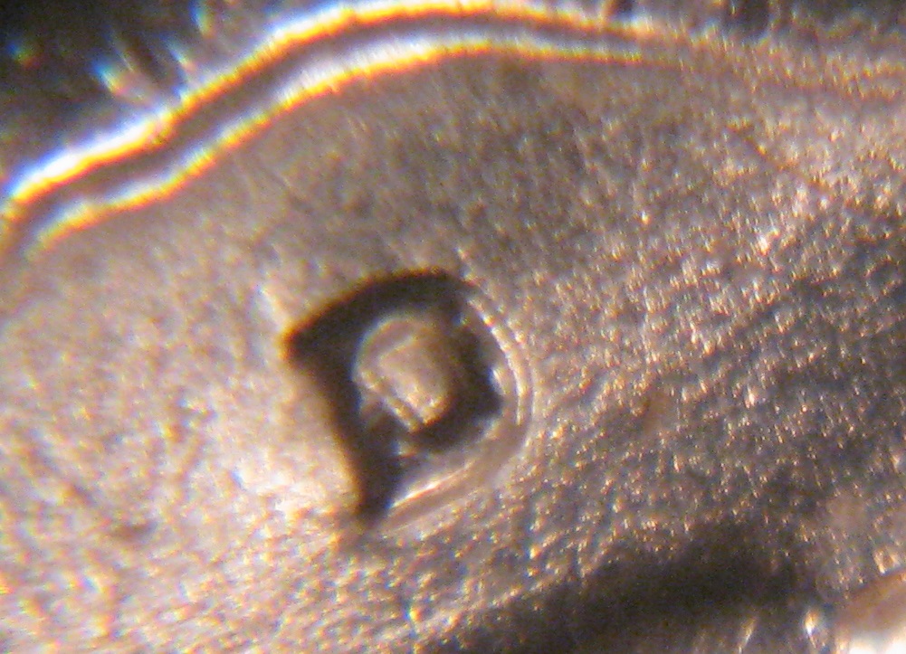 1950-d-25c-MMcloseup5.jpg