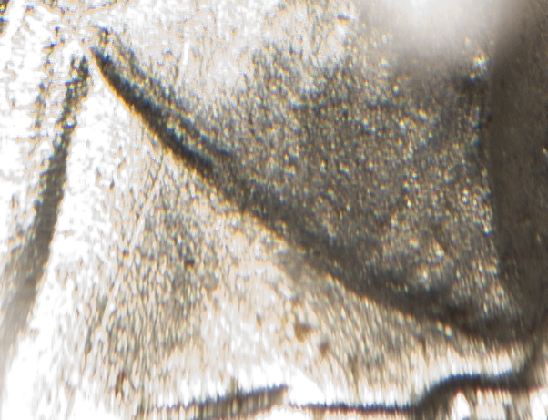 1950 Washington Quarter DDR-001 - Wings.jpg