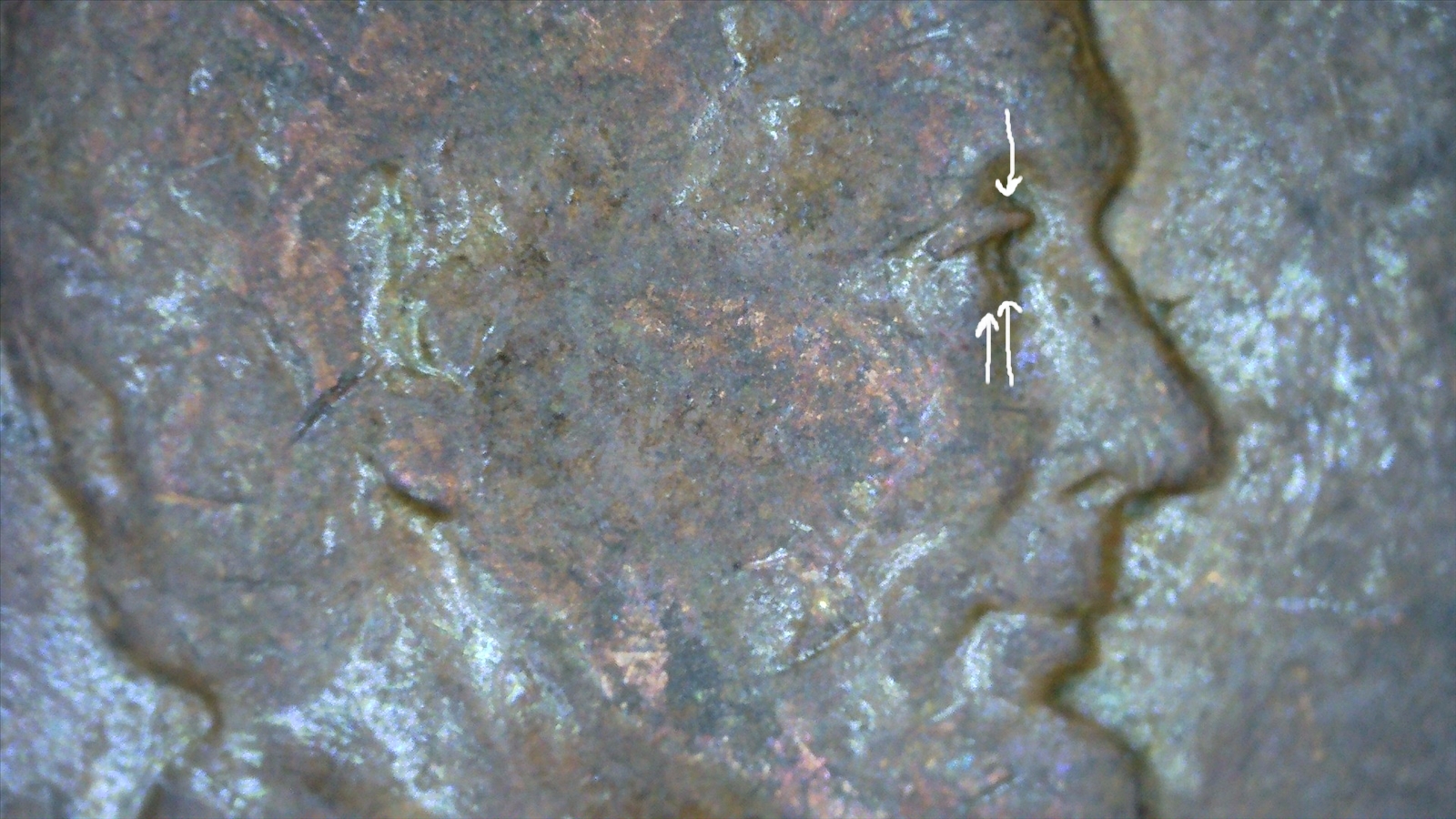 1955 D Wheat double eye profile zoom 2.jpg