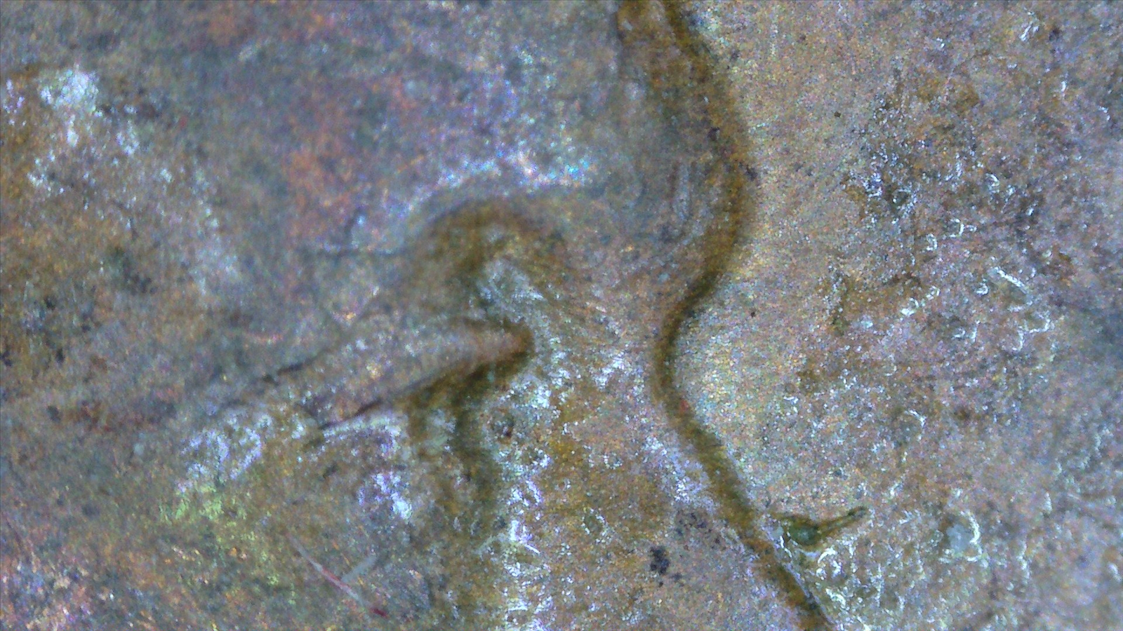 1955 D Wheat double eye profile zoom 3.jpg