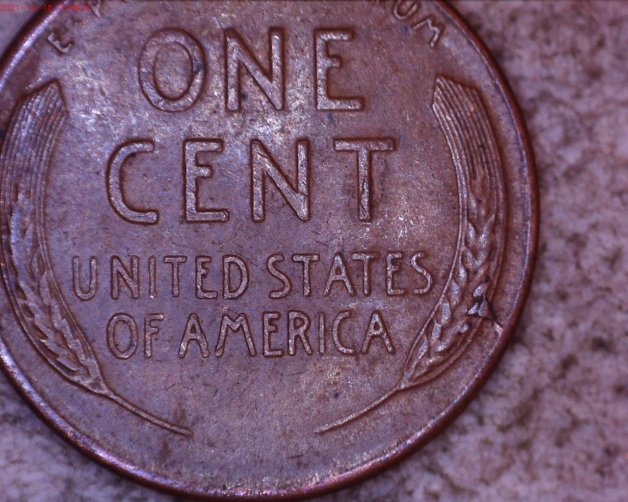 1955 reverse wheat stalk closeup.jpg