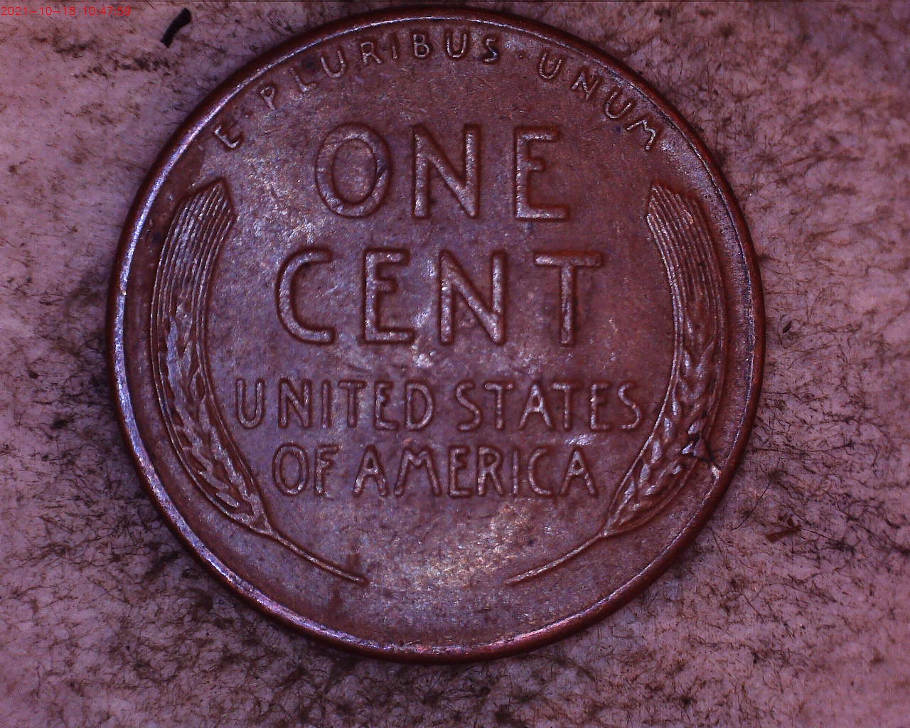 1955 reverse wheat stalk.jpg