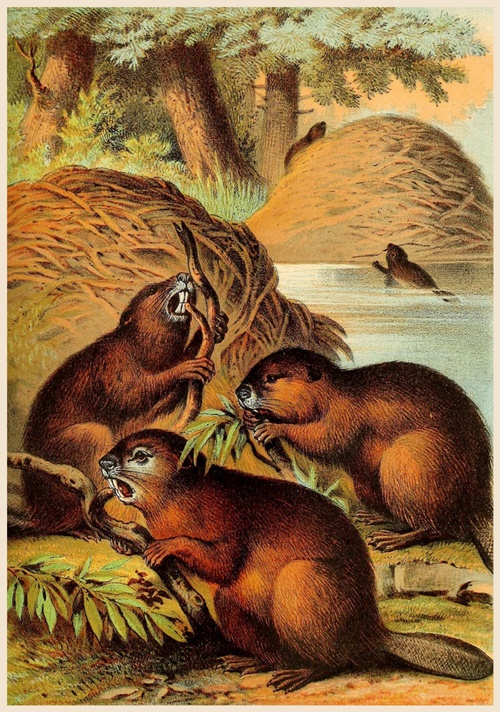 1959OregonCentennialClackamasArtwork.jpg