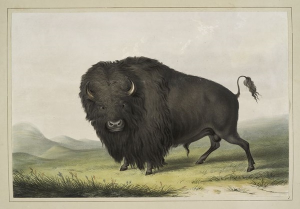 1972MACOcatlinBuffaloBull.jpg