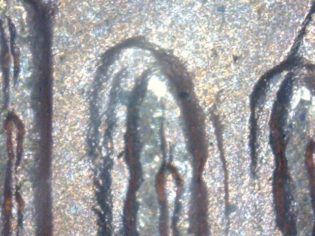 1973 20 c ddo catcus.jpg