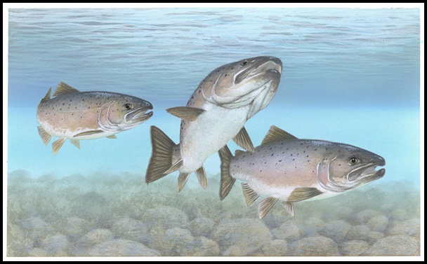 1979AtlanticSalmonArtwork.jpg