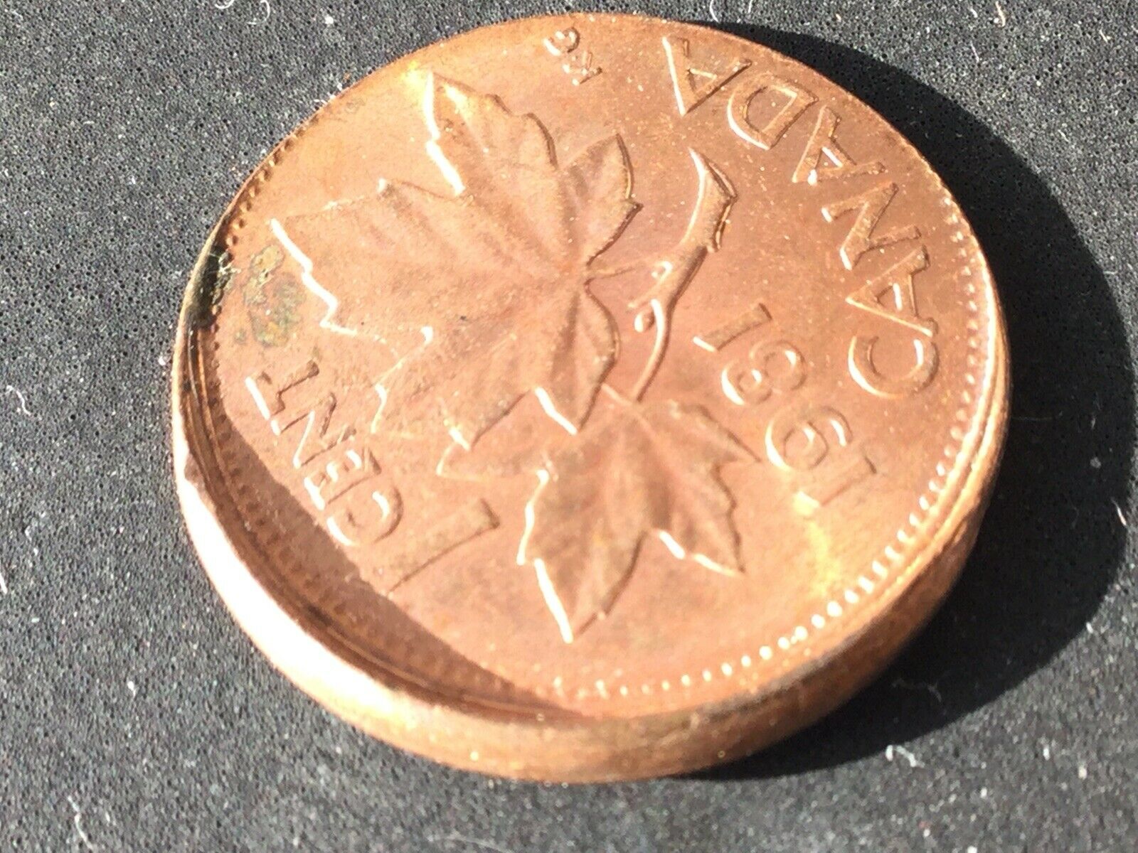 1981 D.jpg