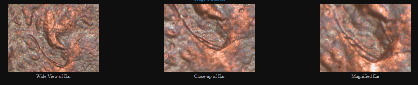 1984 double ear lincoln 2.PNG
