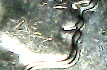 1989 £1 coin doubleing error-ccfopt1.jpg