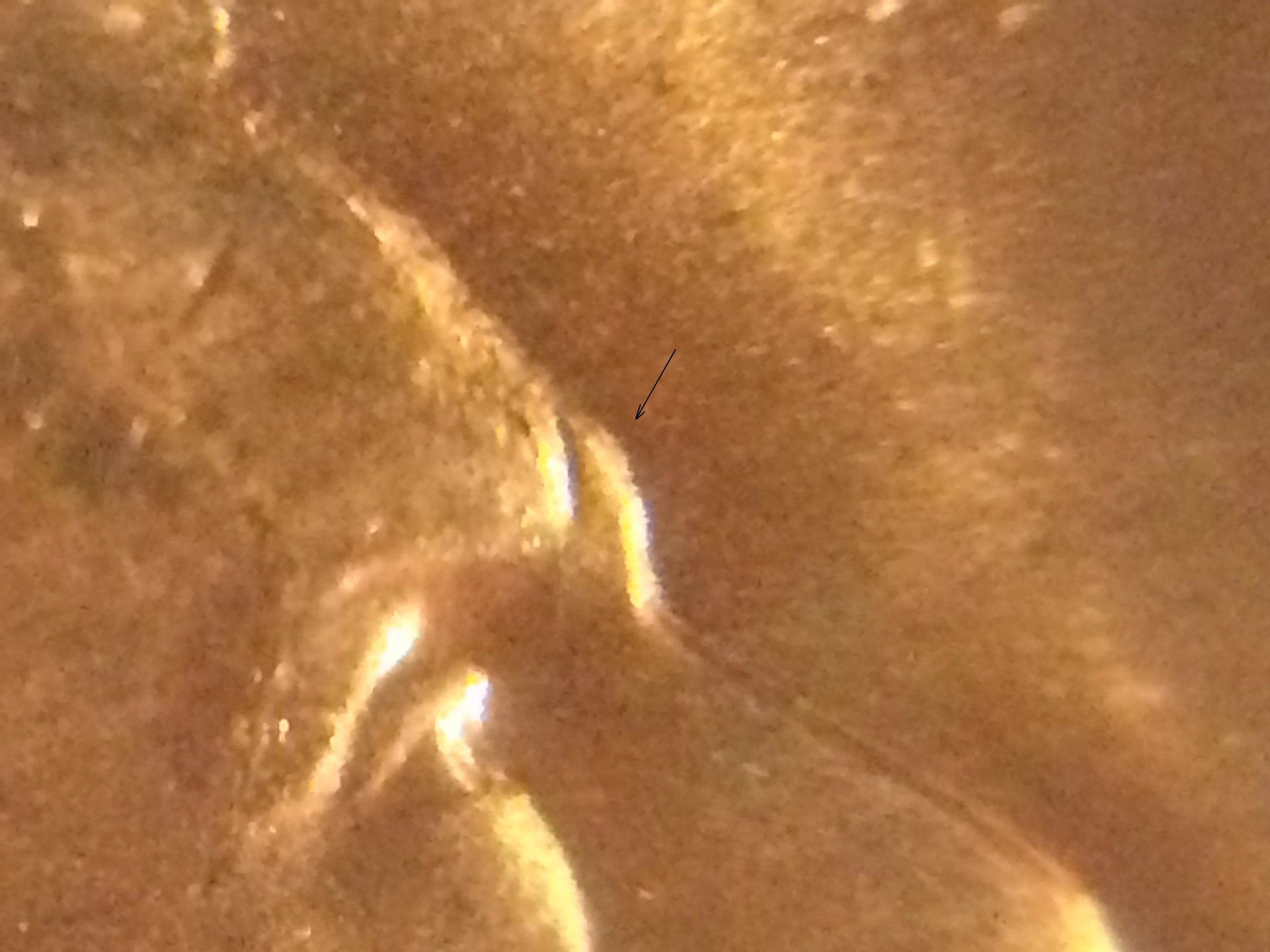 1994 D Nose (16).jpg