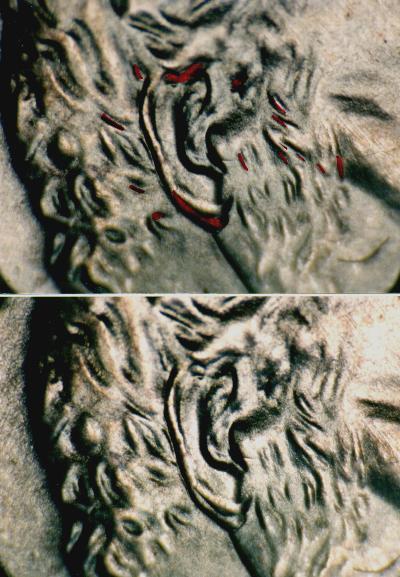 19971cDblEarV001.jpg