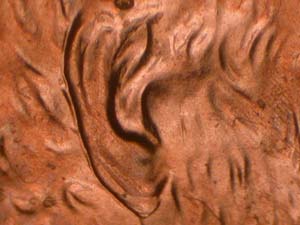 1997PDDO001a ear 3.jpg