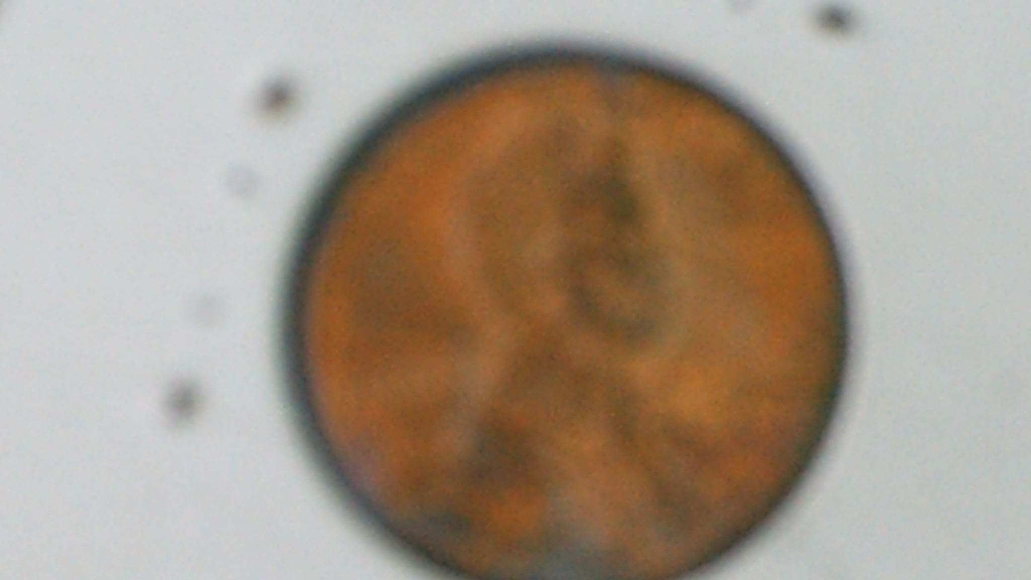 1998 Lincoln Penny  double stamped 004.JPG