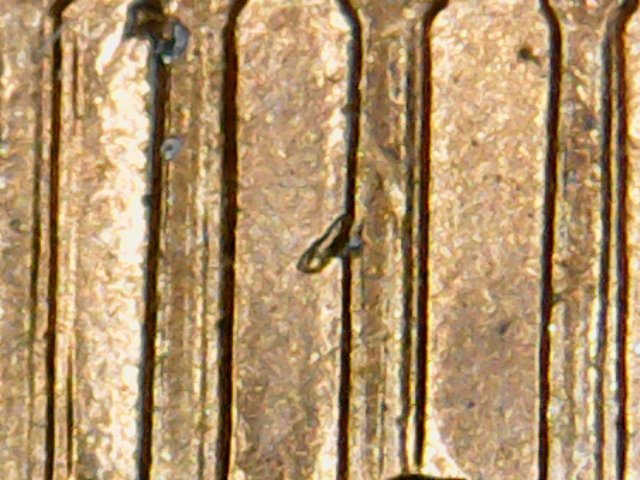 1999 d phalis.jpg