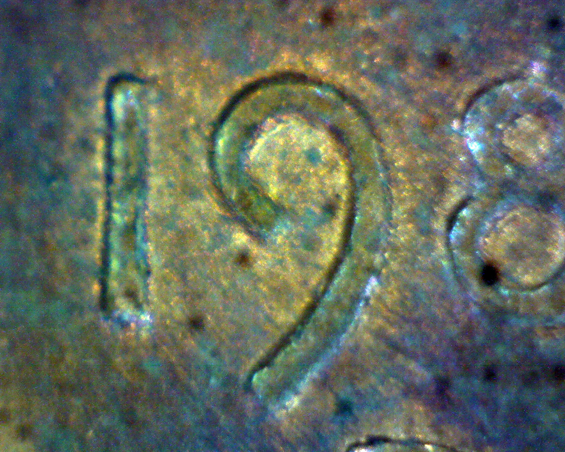 19of1989-D.jpg