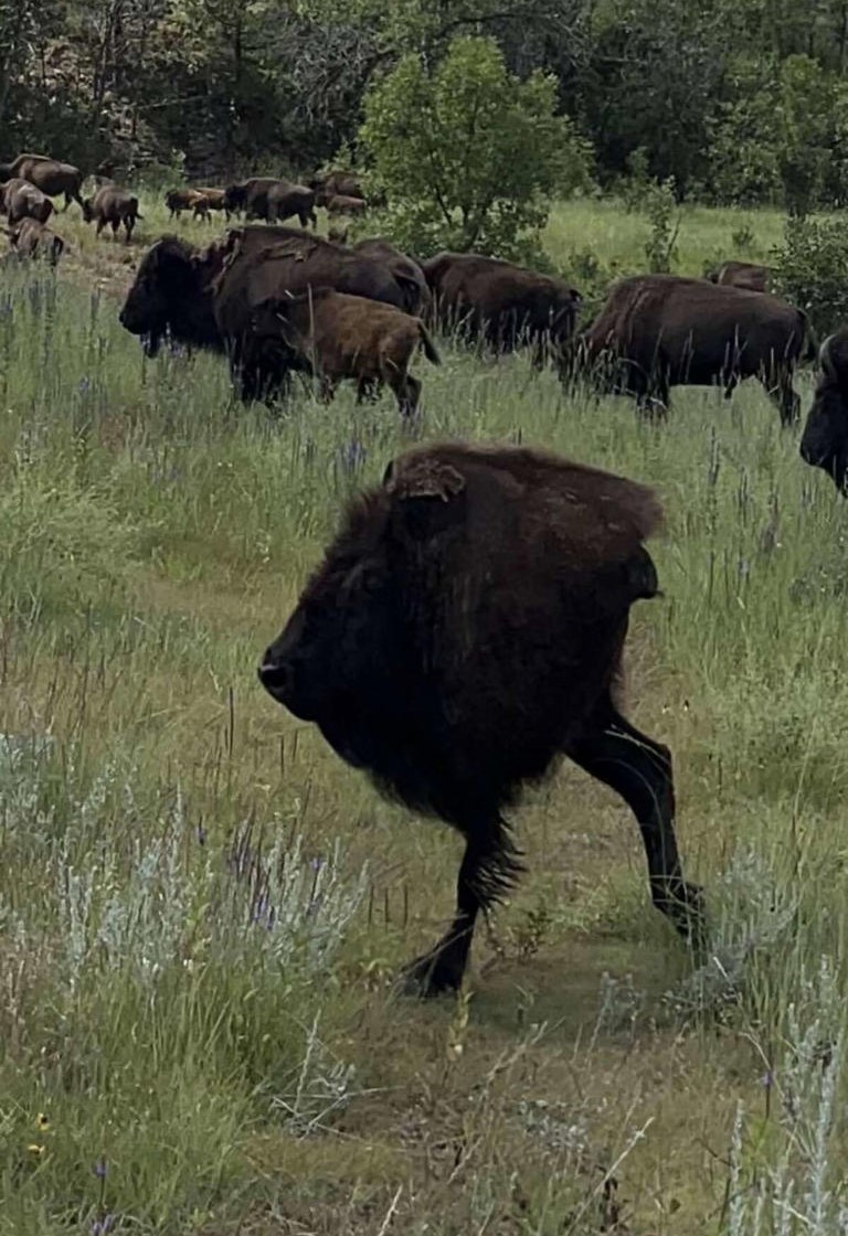 2-legged buffalo.jpg