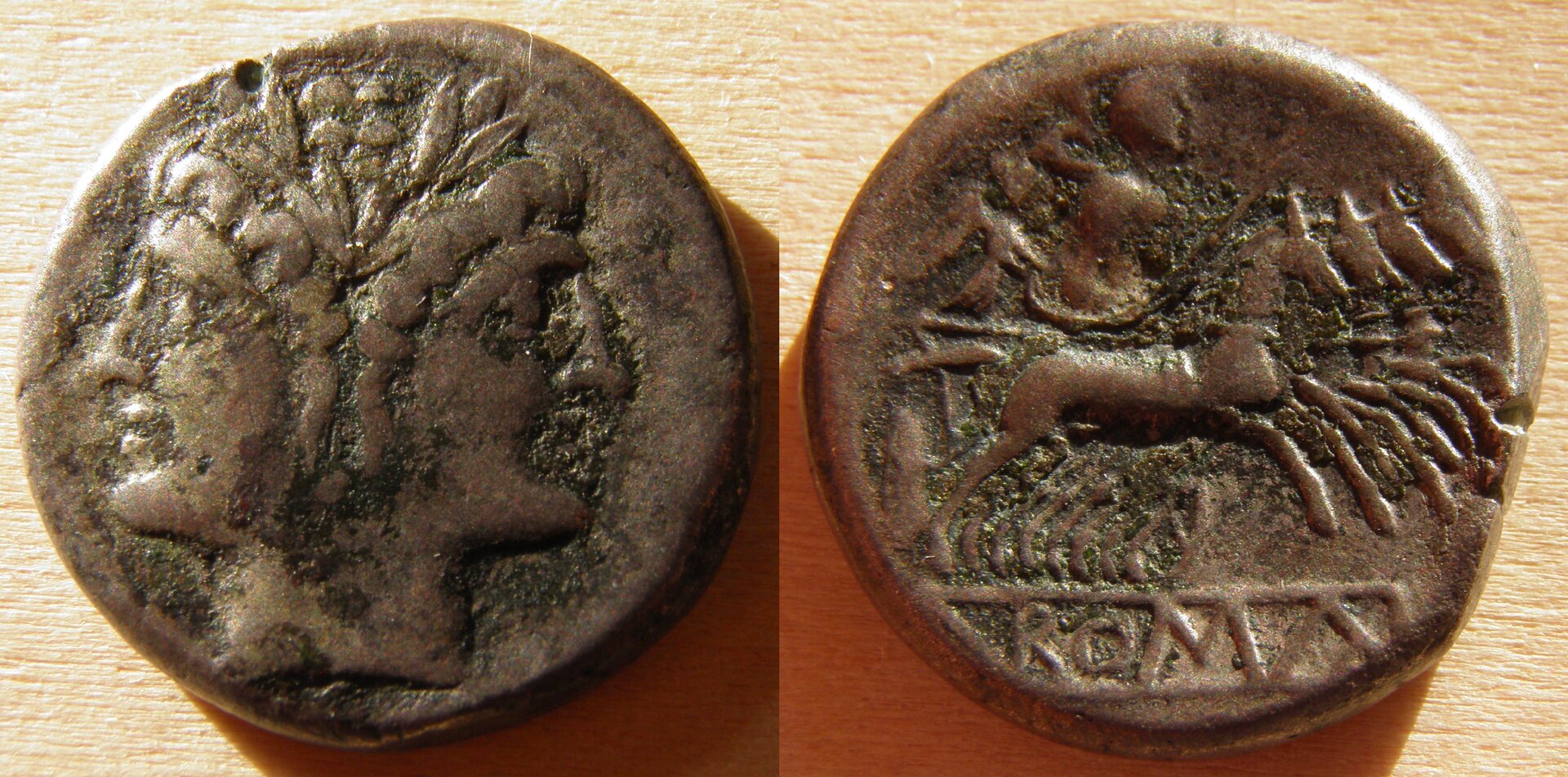 #2 quadrigatus1.jpg