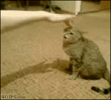 200 (17).gif