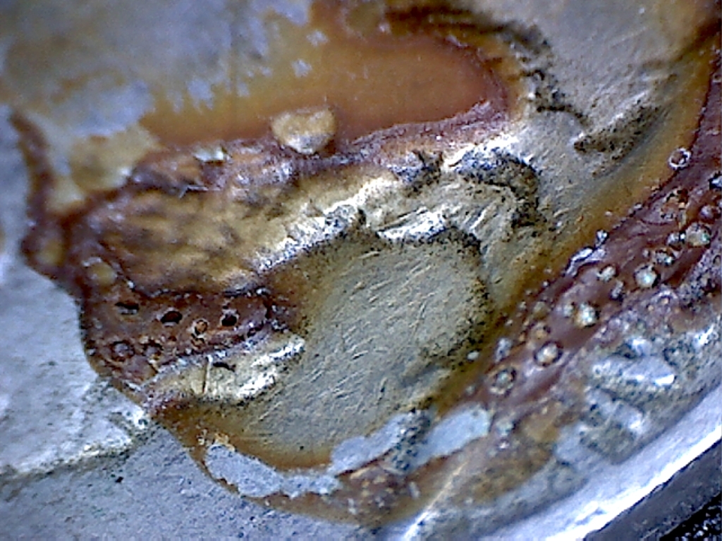 2005 nickel1.jpg