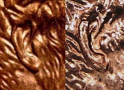 2008 D Doubled Ear   1-horz.jpg