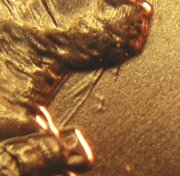 2009-P Anacs MS-66 Die claslp-2 neck clash 1.jpg