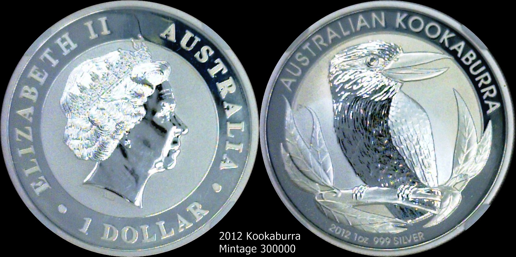 2012 Kookaburra.jpg