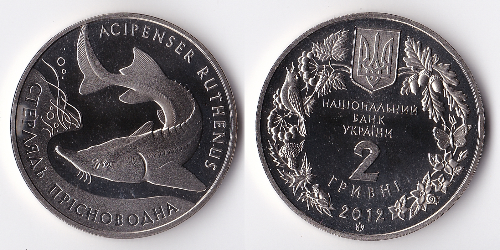 2012 ukraine 2 hrvini.jpg