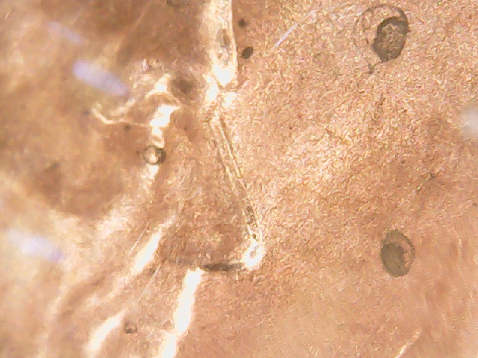 2013 cent nose.jpg