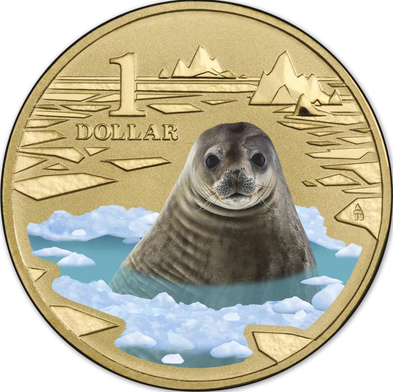 2013-weddell-seal.jpg