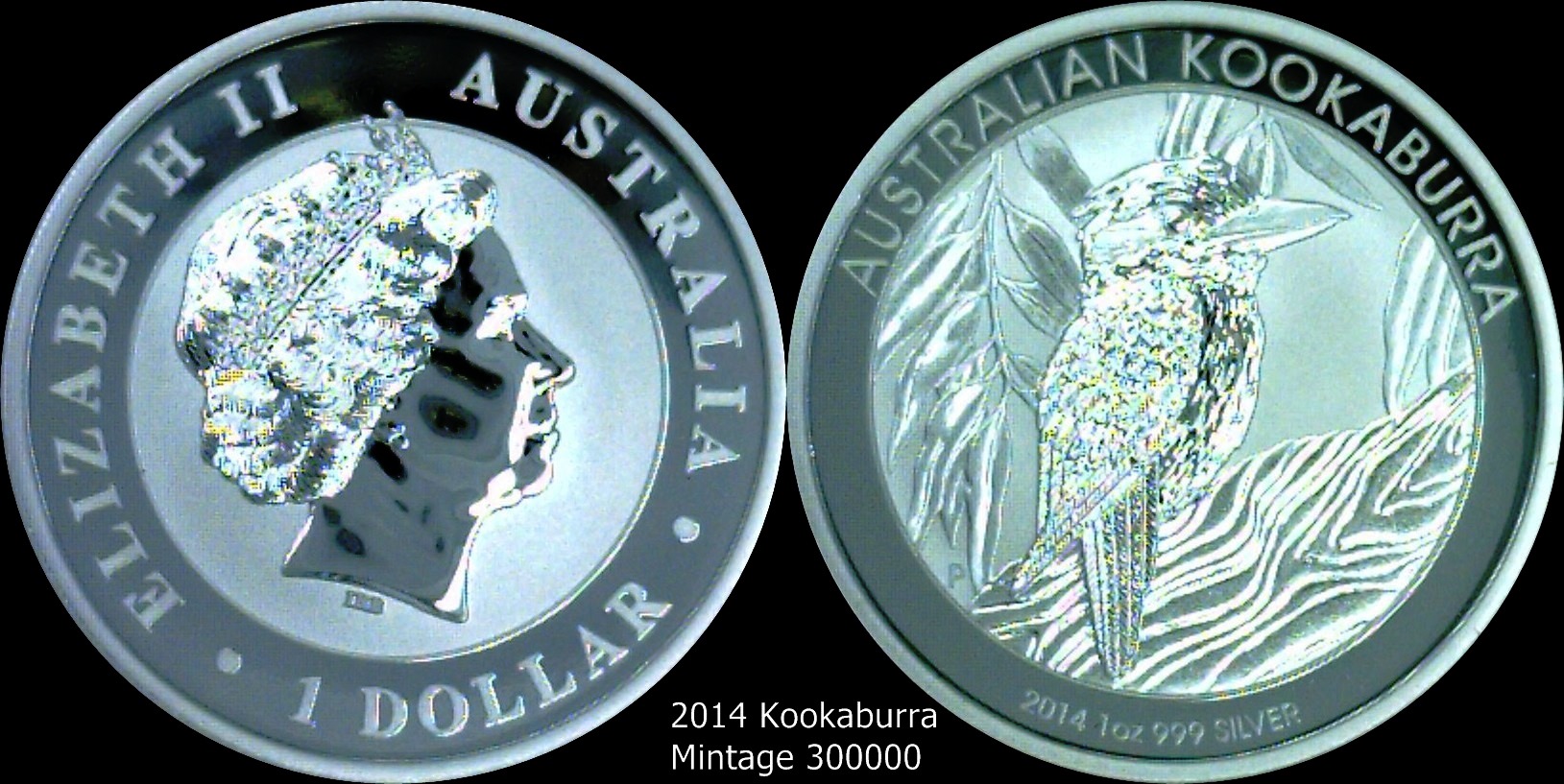 2014 Kookaburra.jpg