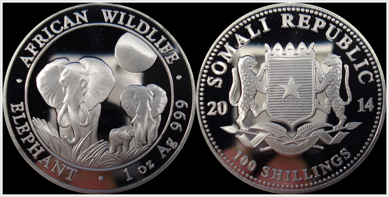 2014 Somali Elephant.jpg