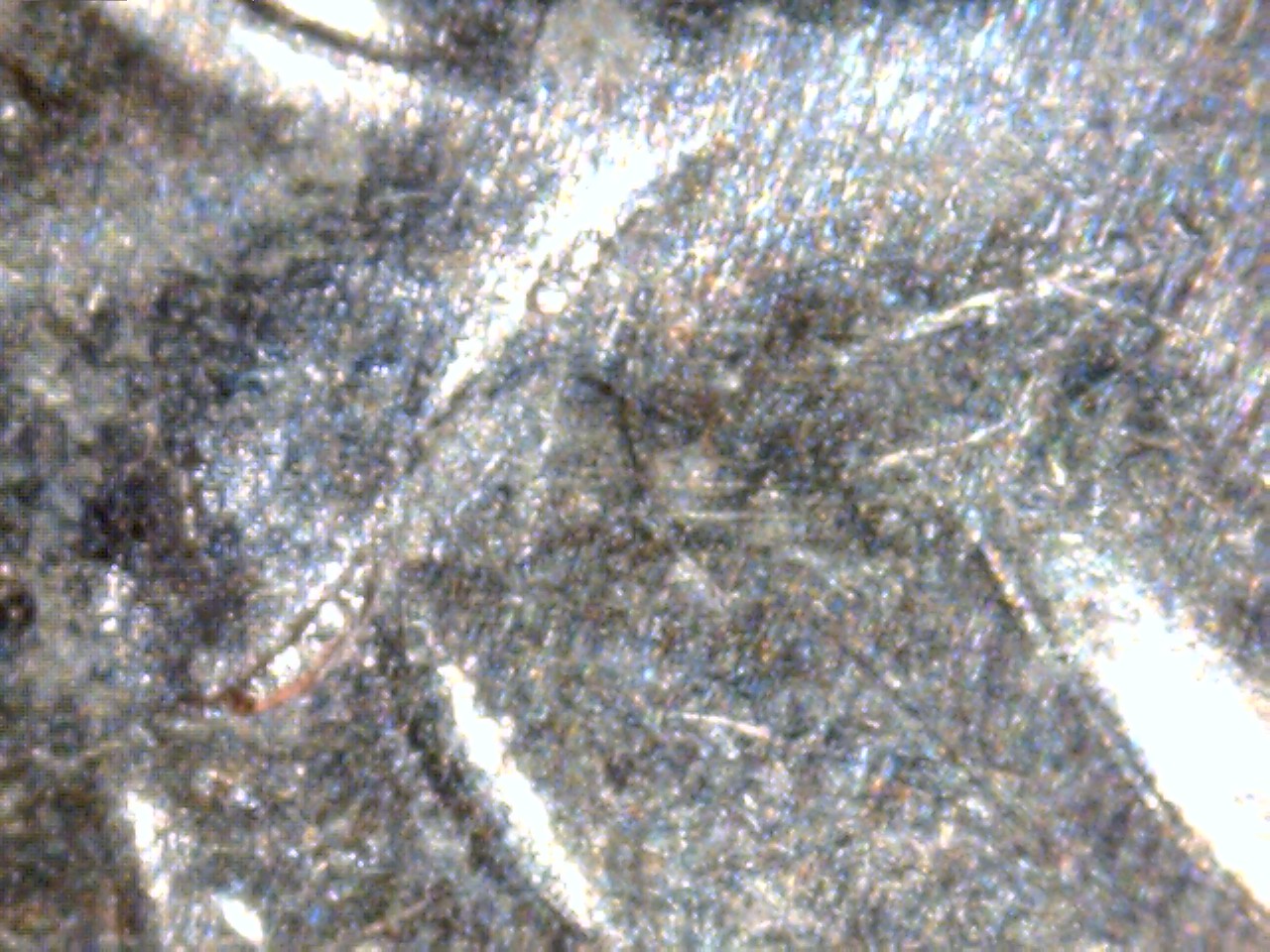 2016 dime 6.jpg