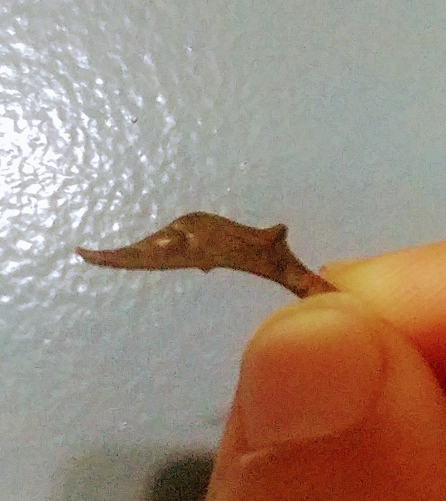 20170408_223558.jpg