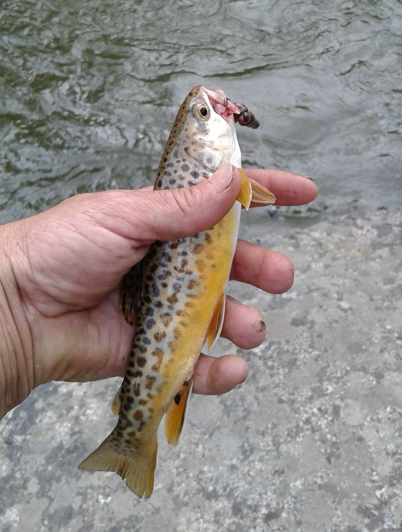 20170802_184953.jpg