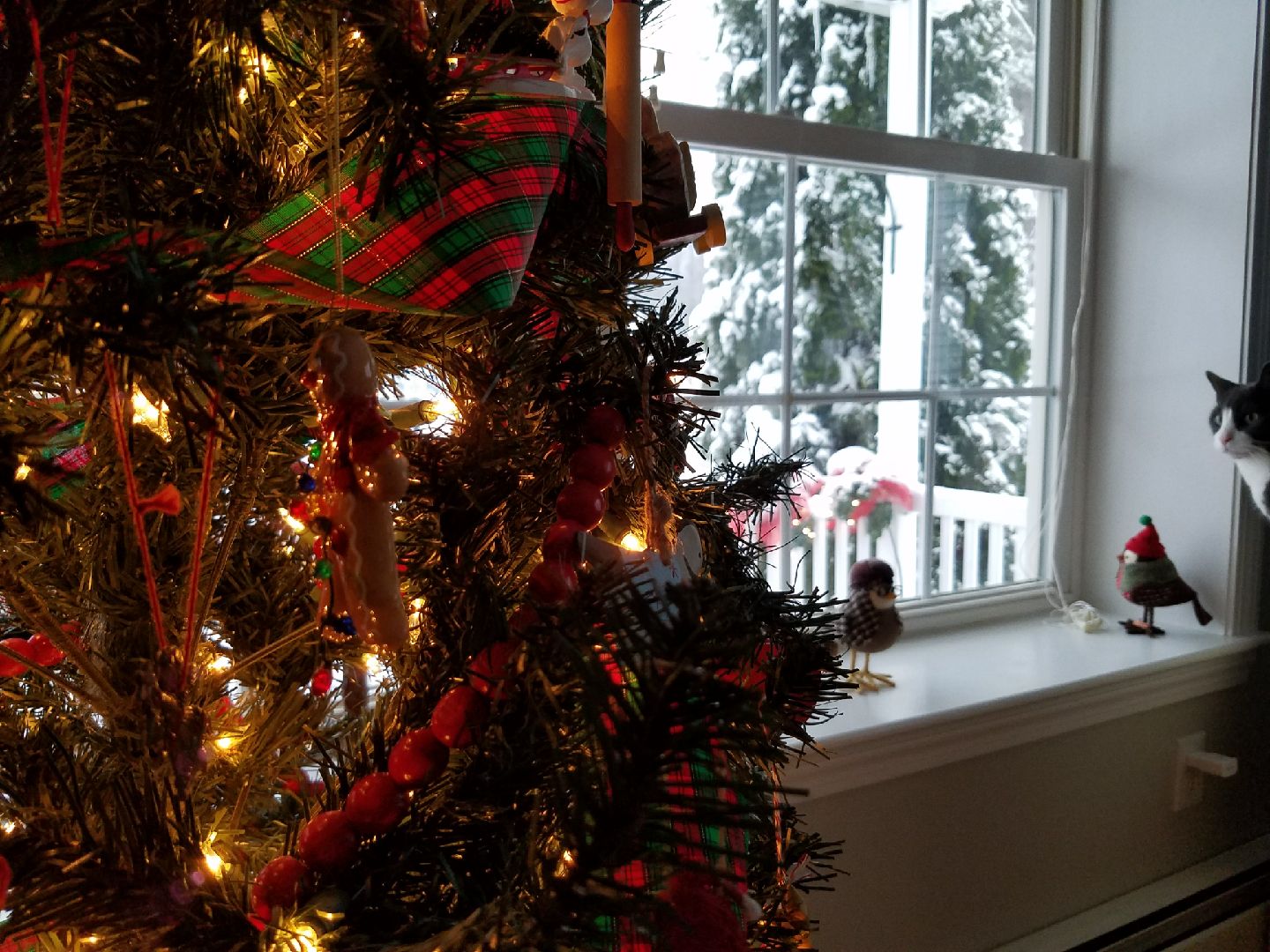 20171223_080049_1514131790158.jpeg