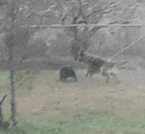 20200209_073344.gif