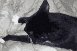 20200212_123756.gif