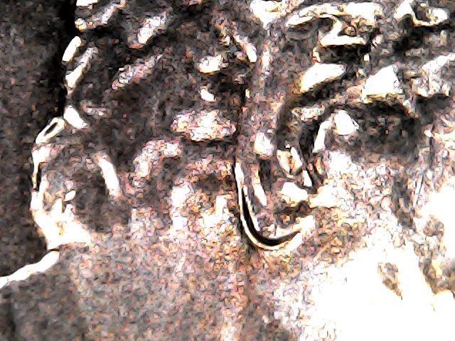 20201224_1006_002_0.000_Double Ear Lobe.jpg
