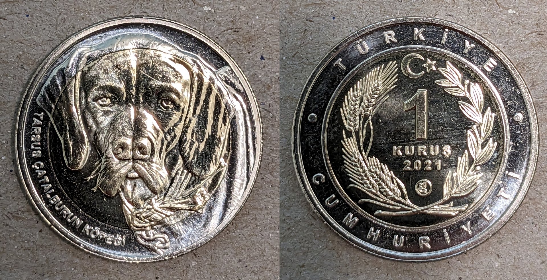 2021 turkey 1 kurus dog.jpg
