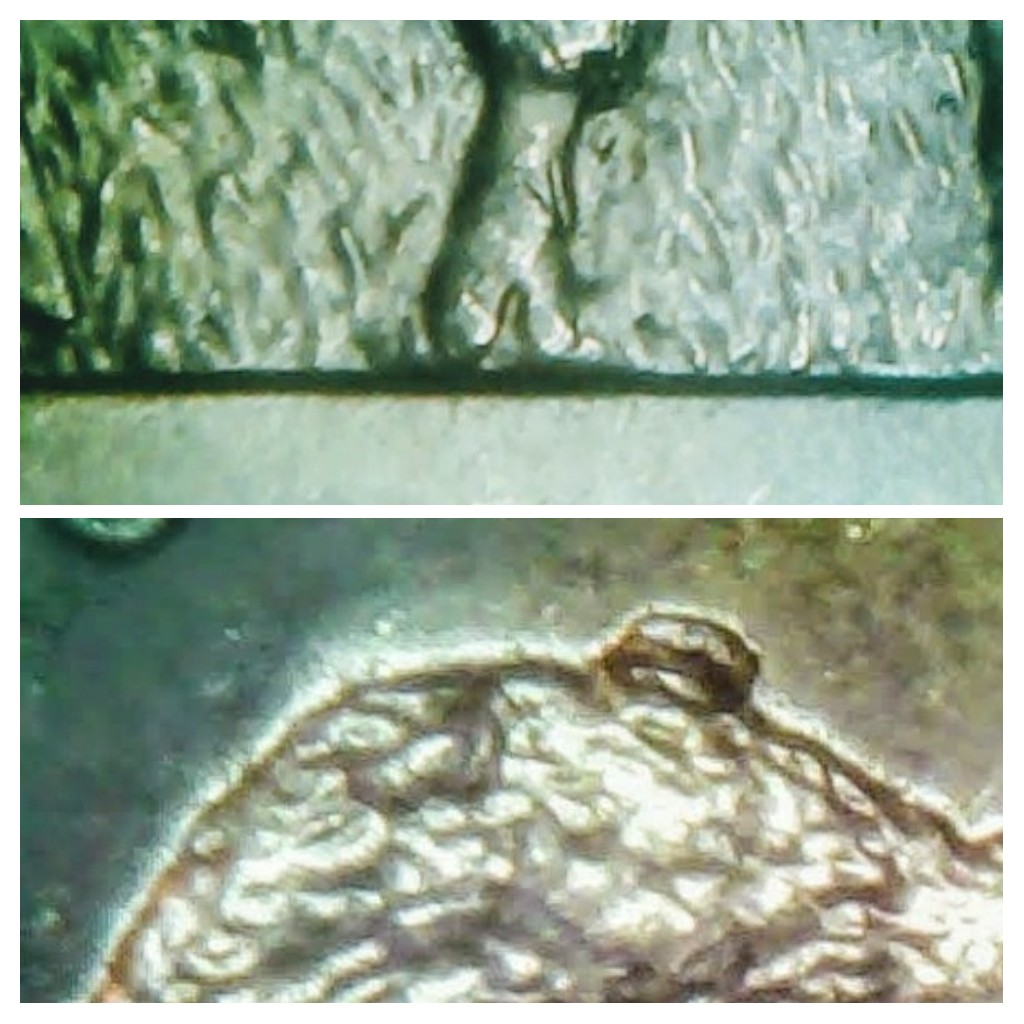 20210307_183341-COLLAGE.jpg