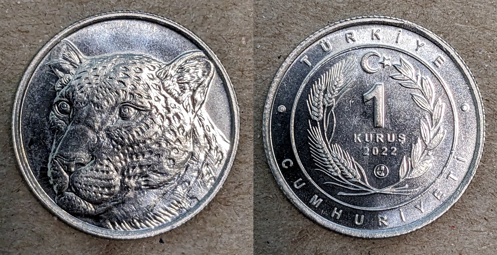 2022 turkey 1 kurus leopard.jpg
