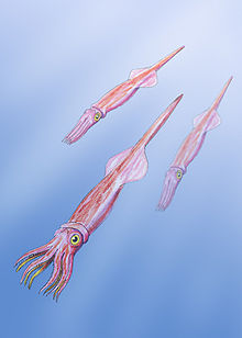 220px-BelemniteDB2.jpg