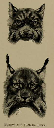220px-Ernest_Ingersoll_-_lynx_rufus_&_lynx_canadensis.png
