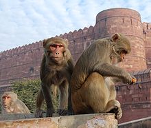 220px-Macaque_India_4.jpg