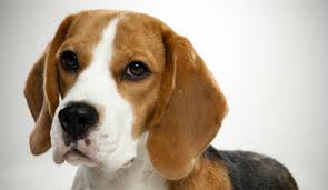 #233 Beagle Portrait.jpg