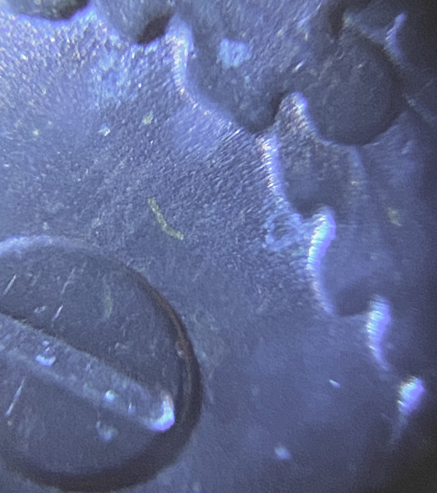24077006-5B31-4562-A583-10E7A0FA6379.jpeg