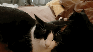 27EA7350-9D99-475C-8B26-63EADF55D0D6.gif