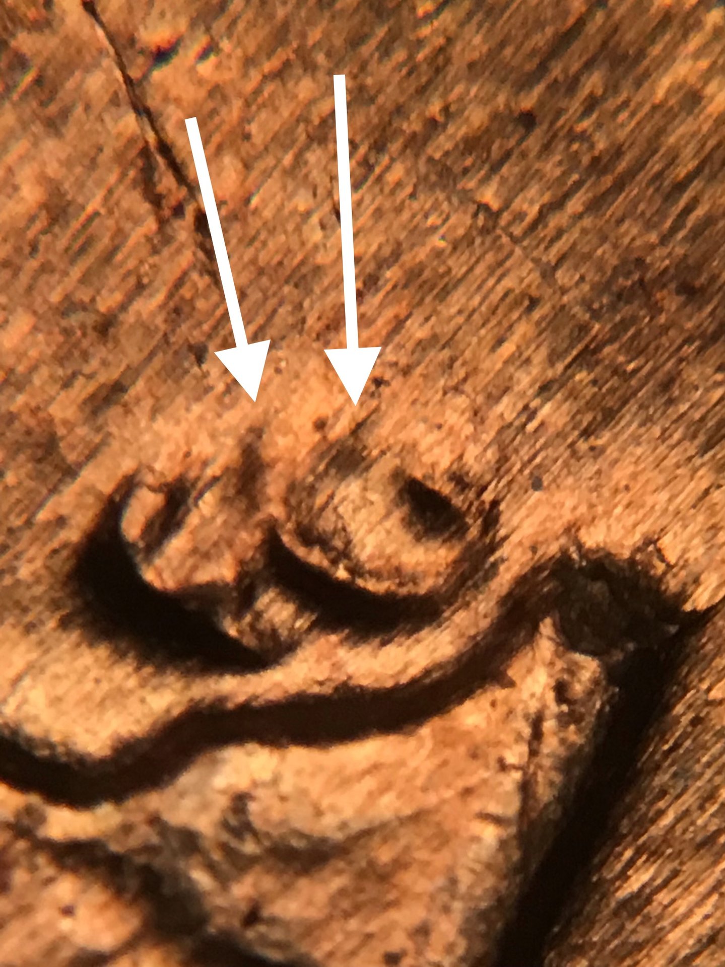 2AB03523-2FDF-409E-A3C3-CFC786B3F954.jpeg