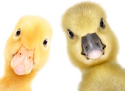 2dux.jpg